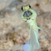 jawfish_yellowhead_dd_fc_v_0309_tci1510.jpg